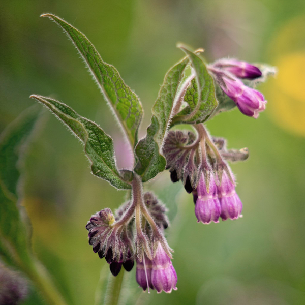 Allantoin
